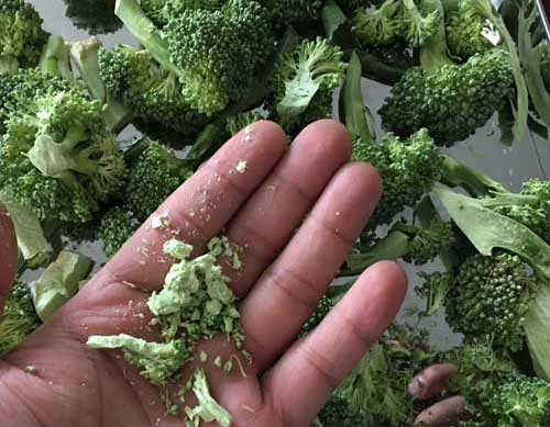 西蘭花凍干