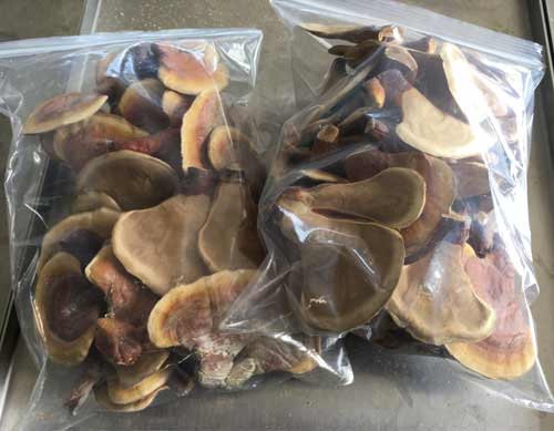 凍干靈芝