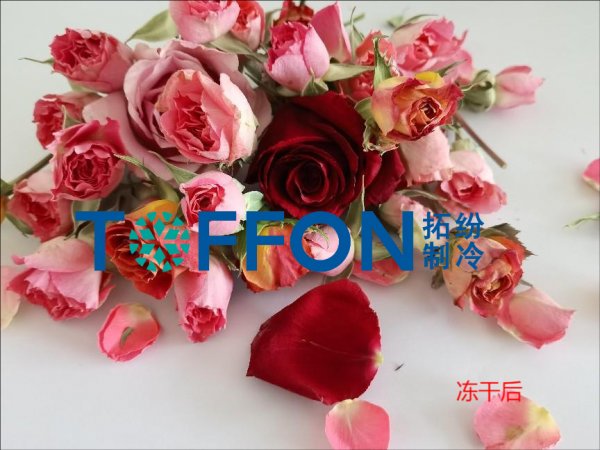 凍干機(jī)制作永生，留住鮮花的永恒之美